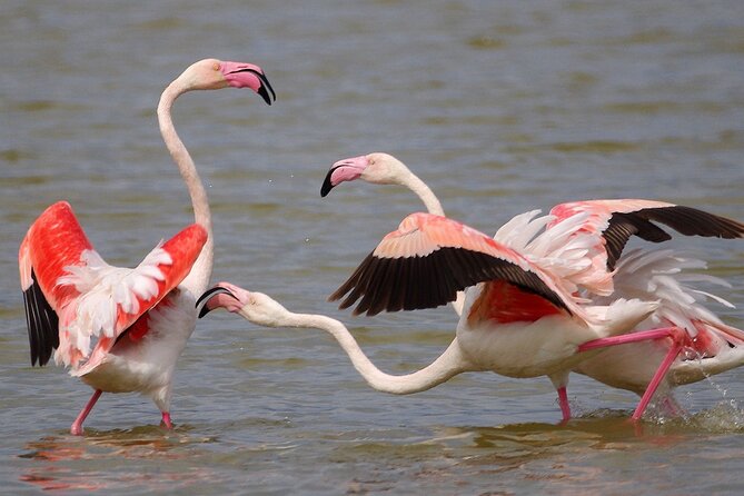 Birding & Photography Day Trip to Doñana from Seville - Key highlights you should know