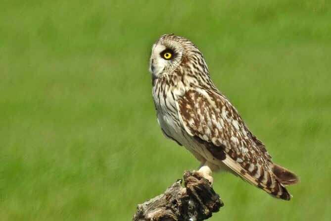 Birding & Photography Day Trip to Doñana from Seville - Entering Doñana: how the day’s habitats shape your sightings
