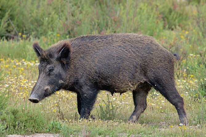 Birding & Photography Day Trip to Doñana from Seville - Stop-by-stop: what happens during the main park day