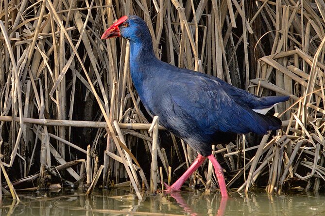 Birding & Photography Day Trip to Doñana from Seville - What the guide does (that you can’t DIY)