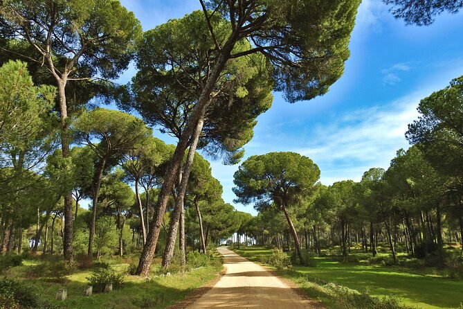 Birding & Photography Day Trip to Doñana from Seville - Birding pace and group size: comfortable and not chaotic