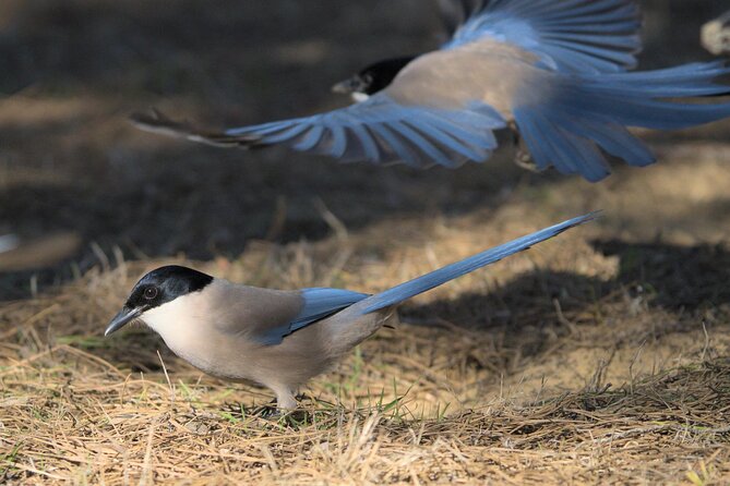 Birding & Photography Day Trip to Doñana from Seville - What to bring for Doñana (based on how the day runs)