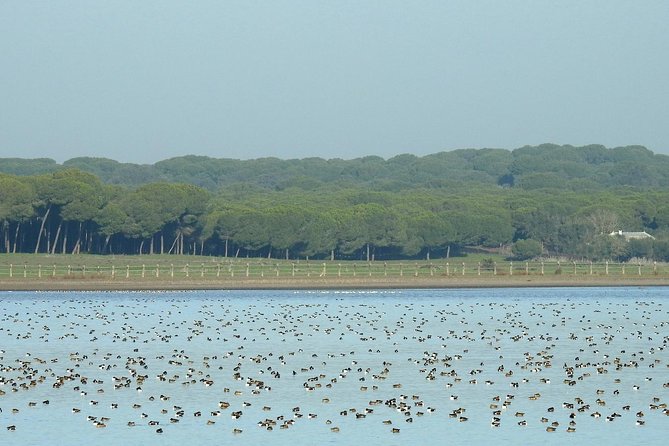 Birding & Photography Day Trip to Doñana from Seville - Getting from Seville: the early start is worth it
