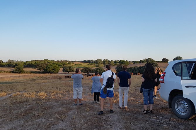 Bull Breeding Farm: Guided Half-Day Tour from Seville - Understanding Bull Breeding in Andalusia (What You’ll Actually Learn)