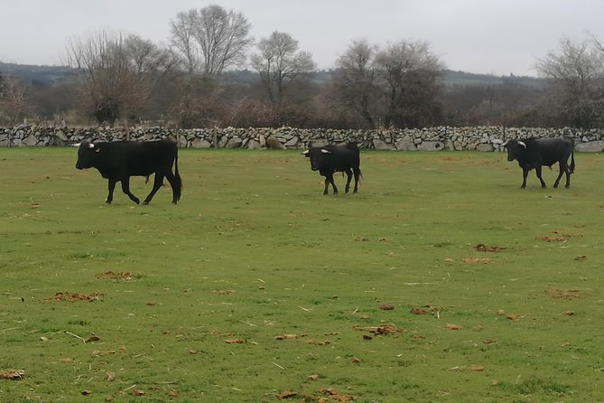 Bull Breeding Farm: Guided Half-Day Tour from Seville - Returning to Seville: Food Plans and the Timing Gap