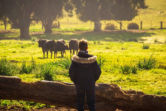 Bull Breeding Farm: Guided Half-Day Tour from Seville - Price and Value: Is $114.14 Worth It?