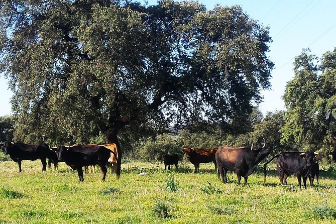 Bull Breeding Farm: Guided Half-Day Tour from Seville - Should You Book Naturanda Turismo Ambiental’s Bull Breeding Farm Tour?