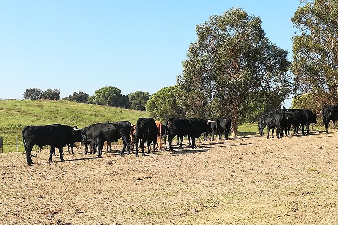 Bull Breeding Farm: Guided Half-Day Tour from Seville - Toros Bravos on a Real Ranch: What Happens Out There