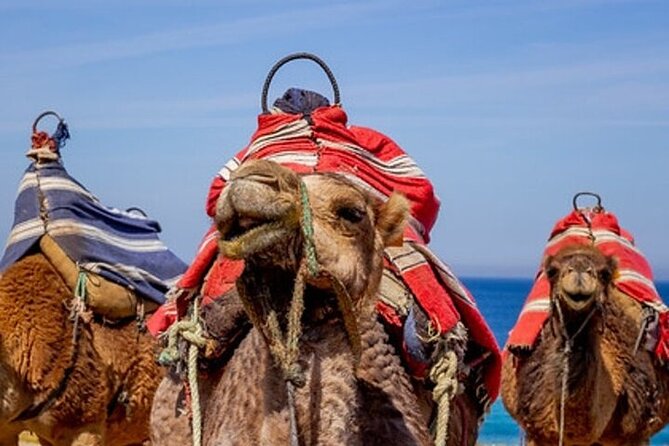 Chefchaouen Day Trip from Seville - Sevilla’s Skip-the-Line Sights: Cathedral Views and La Giralda