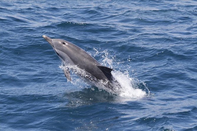 Dolphins Watching in Gibraltar - Day Trip from Seville - Quick hits before you go