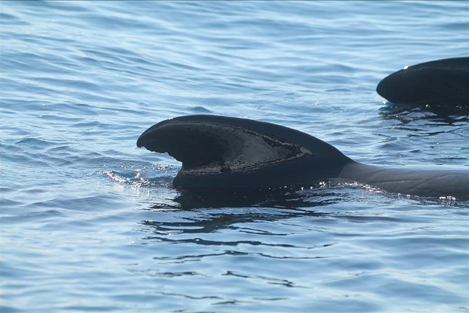Dolphins Watching in Gibraltar - Day Trip from Seville - Dolphins and Biosphere Reserve Time, Without the Planning Headache