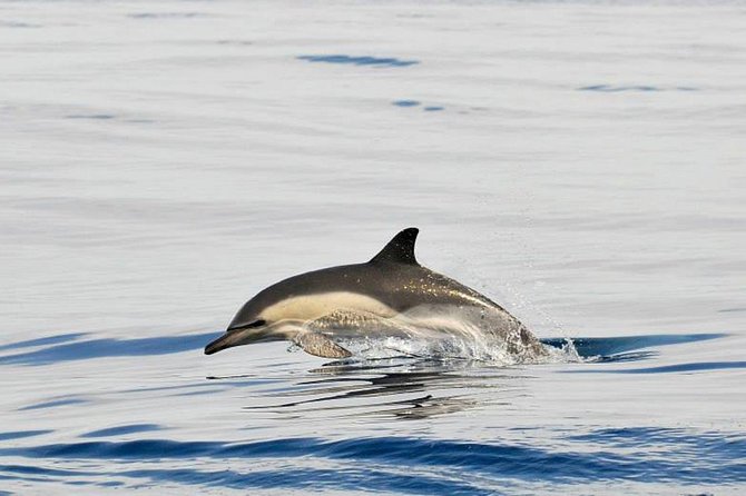 Dolphins Watching in Gibraltar - Day Trip from Seville - Gibraltar Time at the UNESCO Biosphere Reserve Area