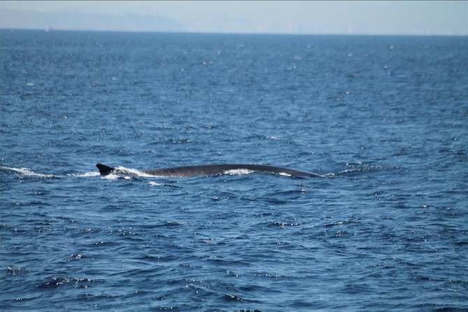 Dolphins Watching in Gibraltar - Day Trip from Seville - Price and Value: $130.97 for a Guided Wildlife Day