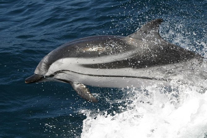 Dolphins Watching in Gibraltar - Day Trip from Seville - Guides Matter: Miguel and José Luis Make or Break It