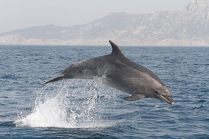 Dolphins Watching in Gibraltar - Day Trip from Seville - Practical Tips So You Enjoy It More