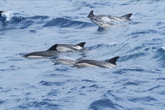 Dolphins Watching in Gibraltar - Day Trip from Seville - How the Day Runs: Casco Antiguo Pickup to Tarifa Cruise
