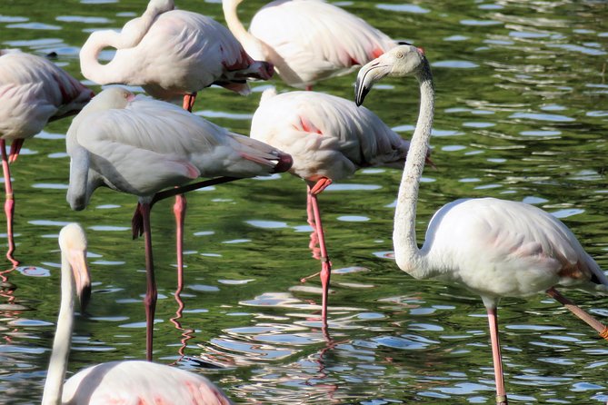 Donana National Park and El Rocío: Guided Tour from Seville - Key Highlights You’ll Care About