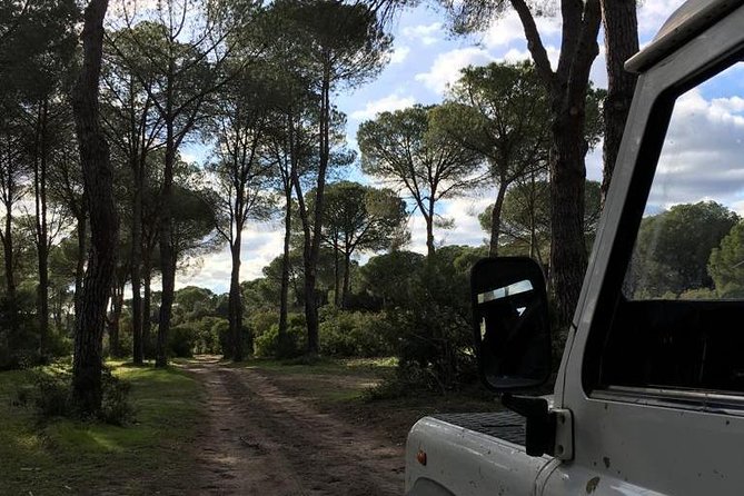 Donana National Park and El Rocío: Guided Tour from Seville - Matalascanas Beach and the Transforming Dune Ecosystem
