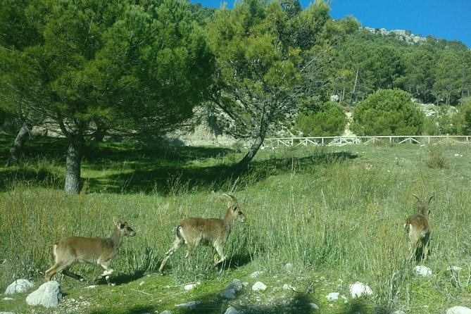 Donana National Park and El Rocío: Guided Tour from Seville - Dehesa de Abajo: The White Stork Colony in Olive-And-Oak Country
