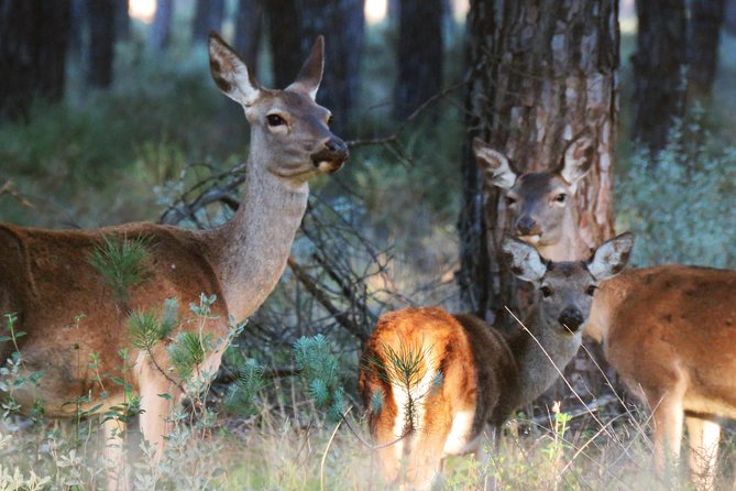 Donana National Park and El Rocío: Private Tour from Seville - Key Highlights to Know Before You Go