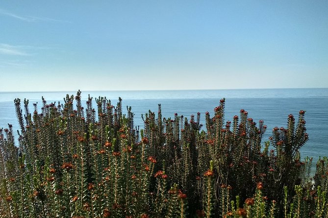 Donana National Park and El Rocío: Private Tour from Seville - Palacio del Acebrón: Gallery Forest and Another Doñana Ecosystem