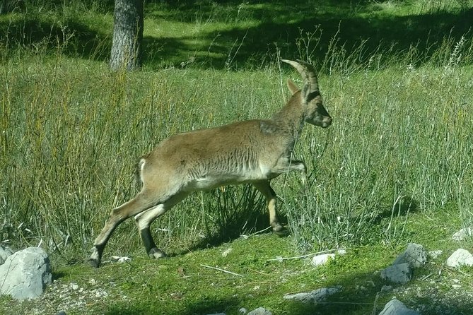 Donana National Park and El Rocío: Private Tour from Seville - Price and What You Really Get for Around $324