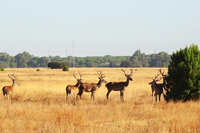 Donana National Park: Guided Day Tour from Seville - Inside Doñana: birds first, mammals second (and why that matters)