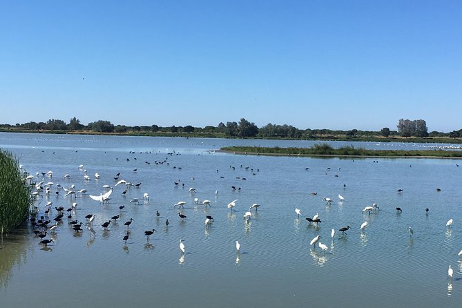 Donana National Park: Guided Day Tour from Seville - Matalascanas and El Rocío: the culture-plus-coast rhythm