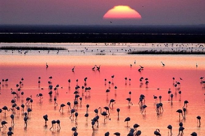 Donana National Park: Guided Day Tour from Seville - How the day fits together (10 hours is a real commitment)