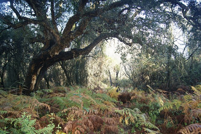 Doñana National Park in 4x4 and El Rocío - Palacio del Acebrón: a focused architectural pause near the park