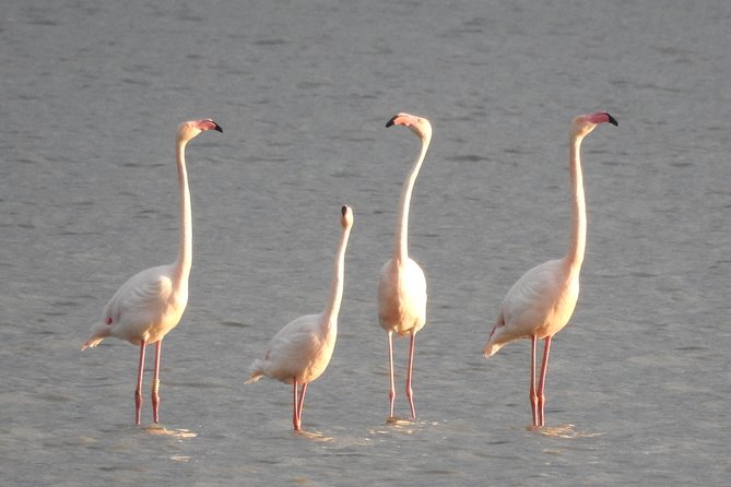 Doñana National Park in 4x4 and El Rocío - Who this Doñana day trip fits best