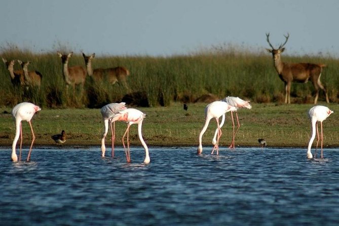 Donana National Park & Matalascanas Guided Tour from Seville - Tour essentials: 10 hours, central pickup, max 30, and single-use headsets