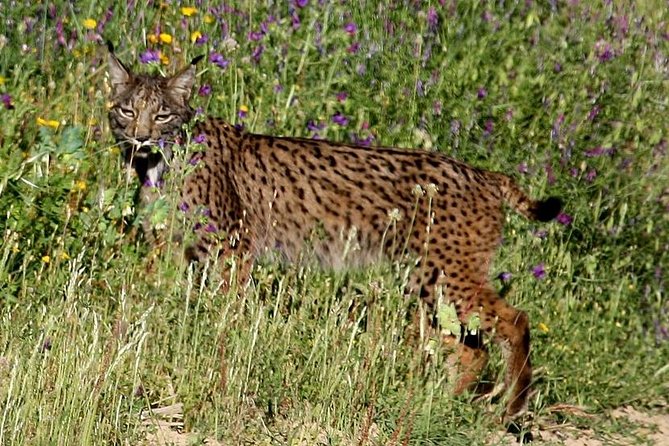 Donana National Park & Matalascanas Guided Tour from Seville - Doñana National Park: woodlands, lagoons, dunes, and real wildlife time