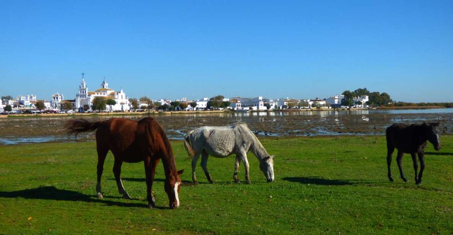 Doñana National Park Off-Road Tour from Seville - Should you book this Doñana off-road tour?