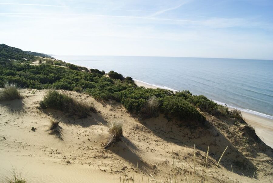 Doñana National Park Off-Road Tour from Seville - El Rocío: pilgrimage town vibes plus real free time