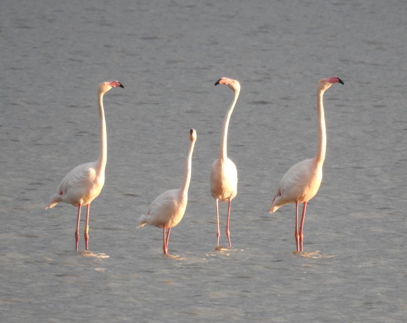 Doñana National Park Off-Road Tour from Seville - Coto del Rey: royal hunting grounds and why the stop matters