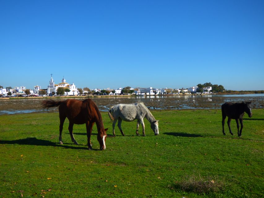 Doñana National Park Off-Road Tour from Seville - Guides and group setup: what you’ll want to feel on the day
