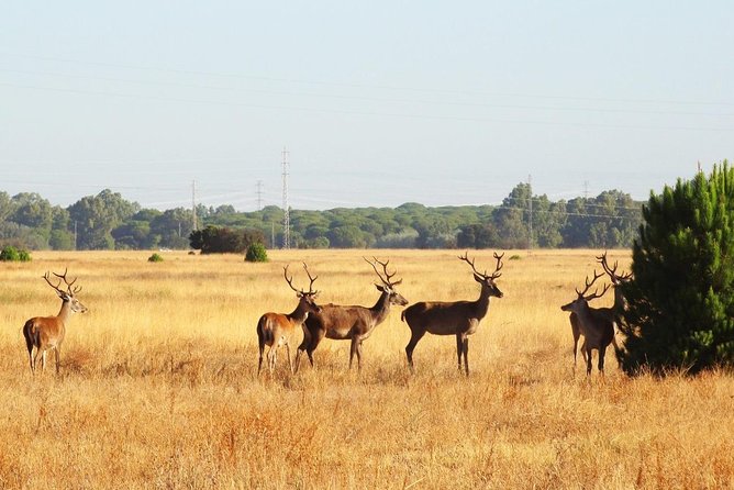 El Rocio, Donana Natural Park and Matalascanas Beach Day Trip from Seville - Why Doñana by 4WD is the right way to do it