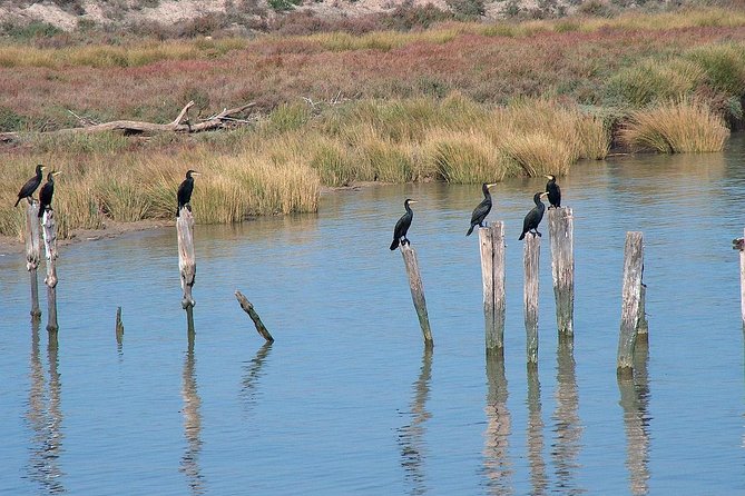 El Rocio, Donana Natural Park and Matalascanas Beach Day Trip from Seville - Matalascañas Beach time: how to make the most of it