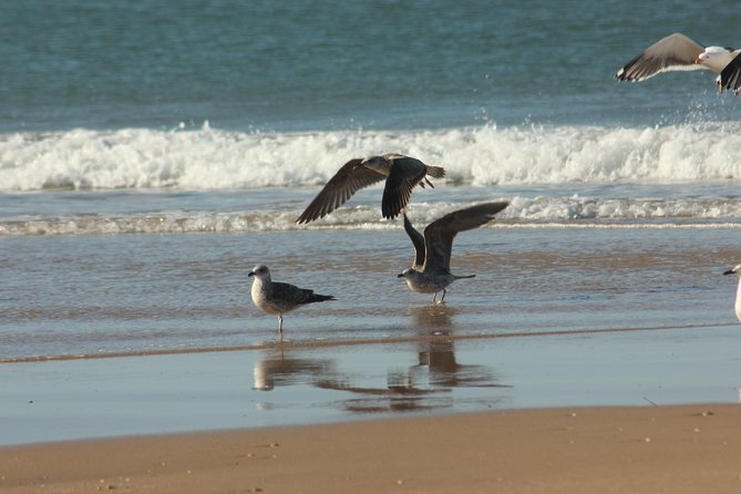 El Rocio, Donana Natural Park and Matalascanas Beach Day Trip from Seville - The morning setup: Seville pickup at 6:30am