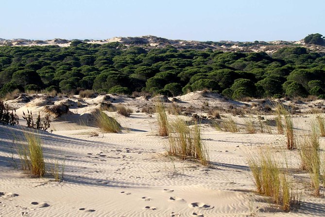 Excursion to the beaches of Huelva from Seville - Private tour - From Sevilla to Doñana: The Ride That Changes the Mood