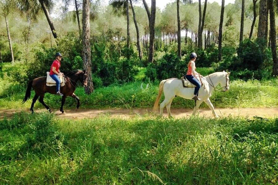 From Seville: Andalusian Horseback Ride - Guides, family ranch energy, and the small-group advantage
