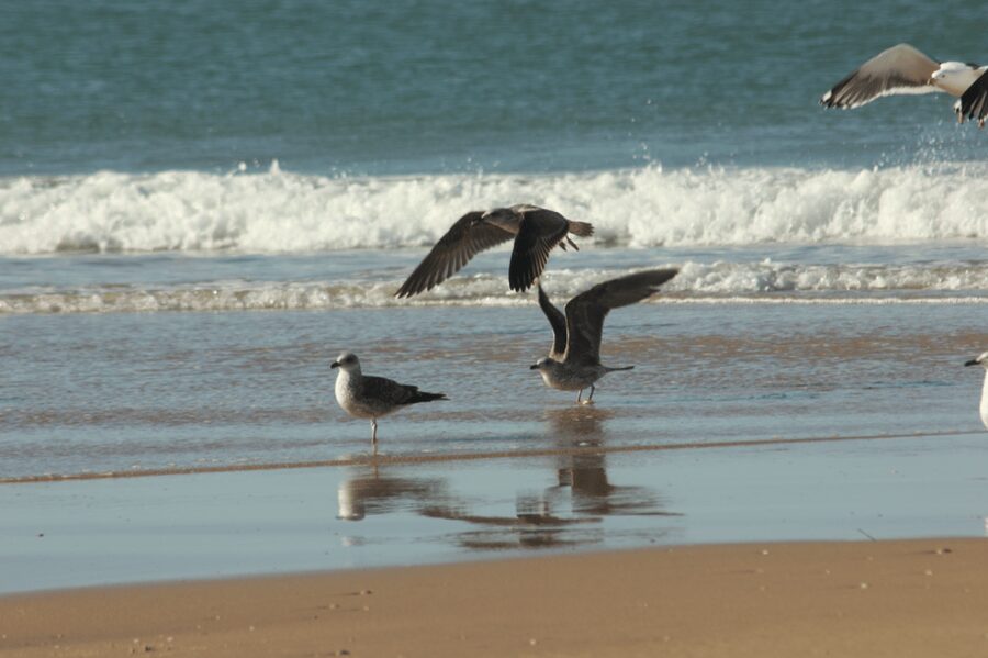 From Seville: Doñana, El Rocio, and Matalascañas Beach Tour - Key things to know before you go