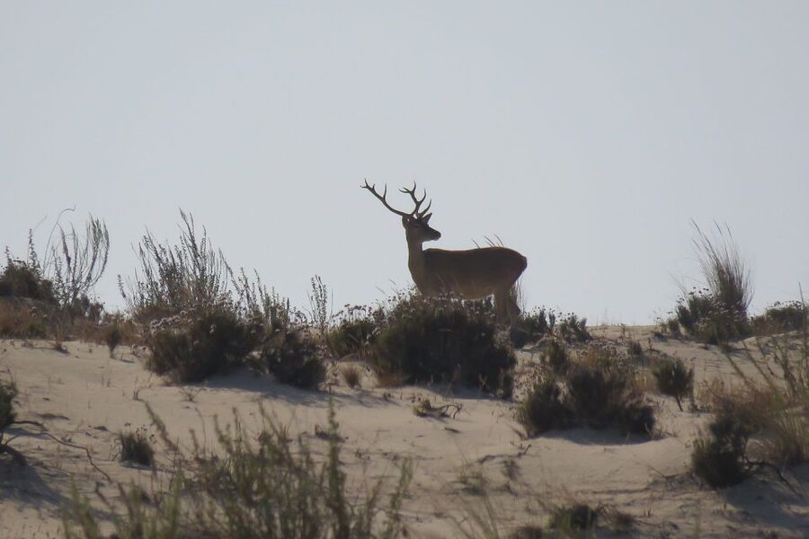From Seville: Doñana National Park Day Trip - Key points to know before you go