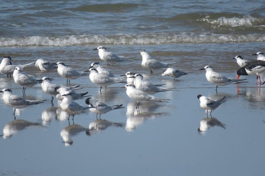 From Seville: Doñana National Park Day Trip - Weather seasons and what to expect in different months