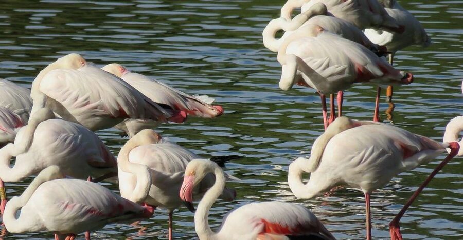 From Seville: Doñana National Park Day Trip - Getting out of Seville and into Doñana fast