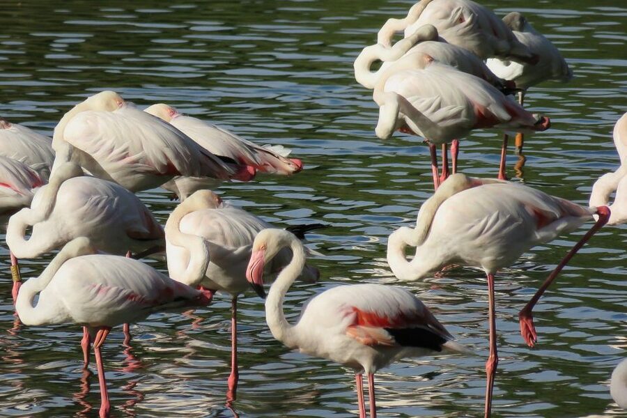 From Seville: Doñana National Park Day Trip - El Rocío stop: chapel views, an observatory feel, and coastal bird energy