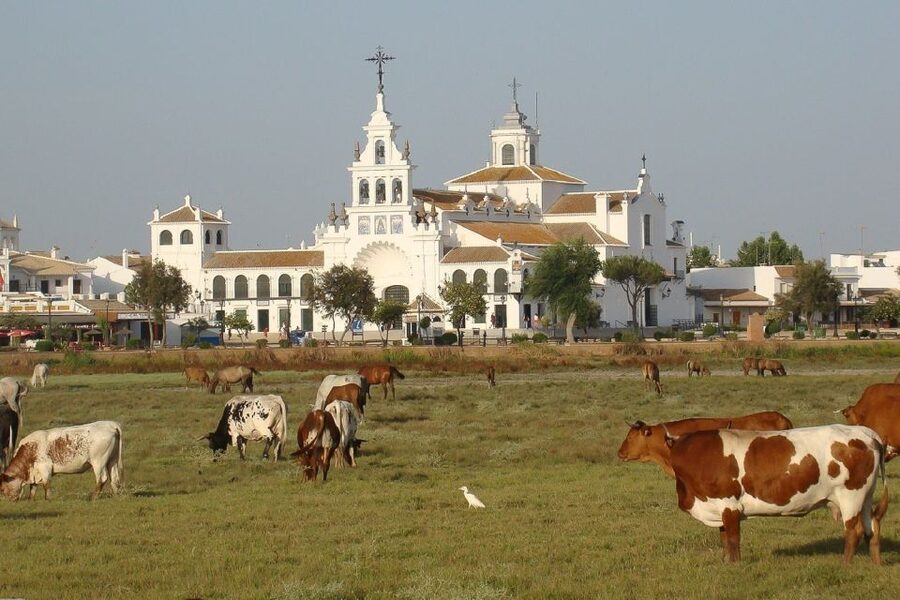 From Seville: Doñana National Park Day Trip - Asperillo sunset drive and the mammal question