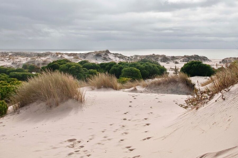 From Seville: Doñana National Park Day Trip - Group size, comfort, and your best viewing habits
