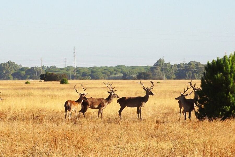 From Seville: Doñana National Park Day Trip - Dehesa de Abajo: pine forests, marsh birds, and storks on a mission
